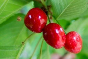 180601 Kirsche Grethener Störche