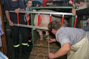 061125 Schlachtfest