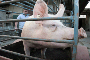 Schweinisches Vergnügen