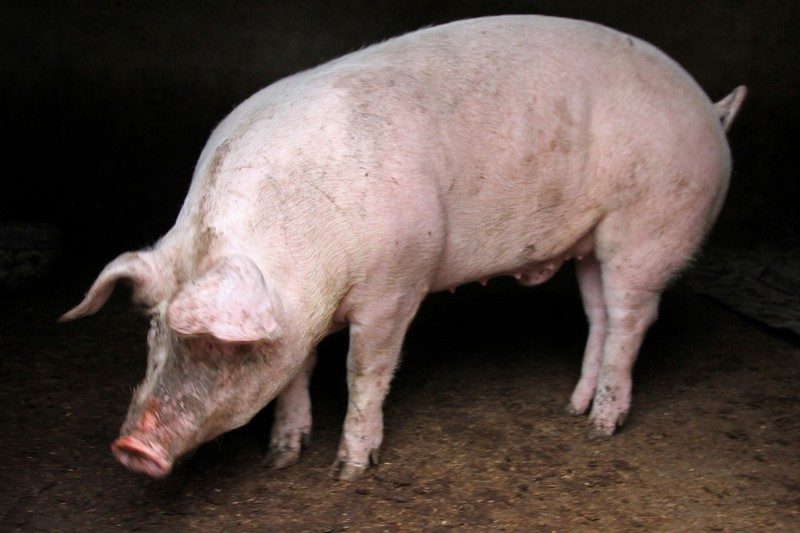 Schweinerei bei der Feuerwehr